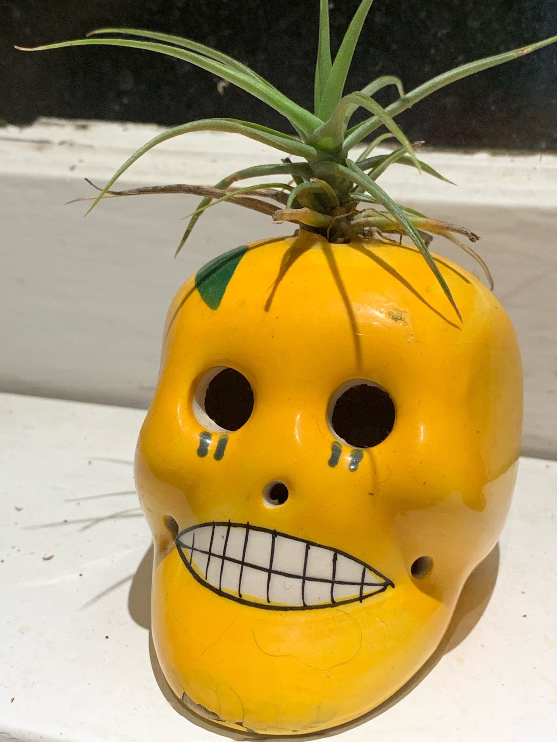 yellow ceramic skull with air plant growing out of the crown on the skull